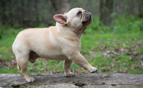 أصغر وأجمل الكلاب في العالم