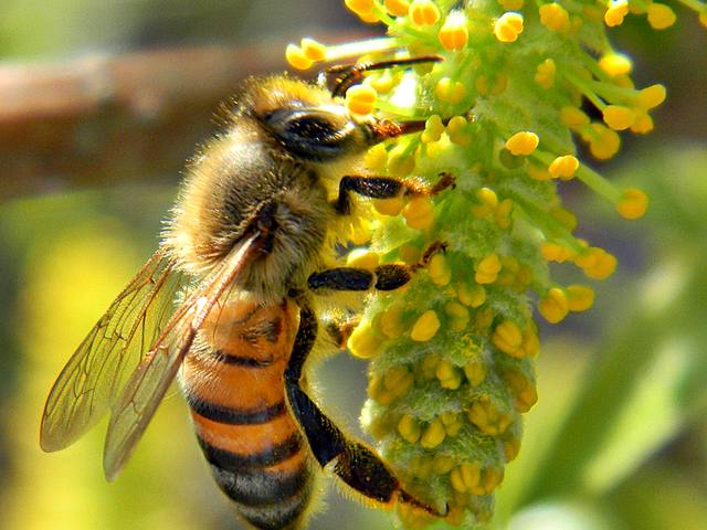 حقائق مذهلة لا تعرفها عن النحل